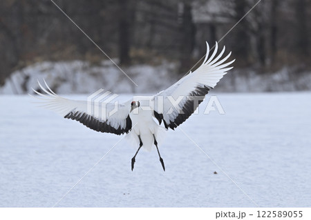 丹頂鶴・着地前 122589055