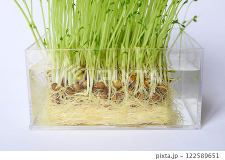 豆苗 再生栽培 二回目 ズームアップ 豆苗 再生栽培 二回目 ズームアップ 122589651