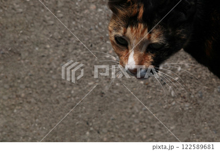なに見てるの?! 何か面白いもの見つけたの?ベッコウ猫ちゃん なに見てるの?! 何か面白いもの見つけたの?ベッコウ猫ちゃん 122589681