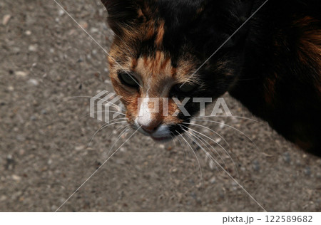 なに見てるの?! 何か面白いもの見つけたの？ベッコウ猫ちゃん 122589682