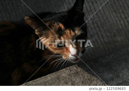 なに見てるの?! 何か面白いもの見つけたの?ベッコウ猫ちゃん なに見てるの?! 何か面白いもの見つけたの?ベッコウ猫ちゃん 122589683