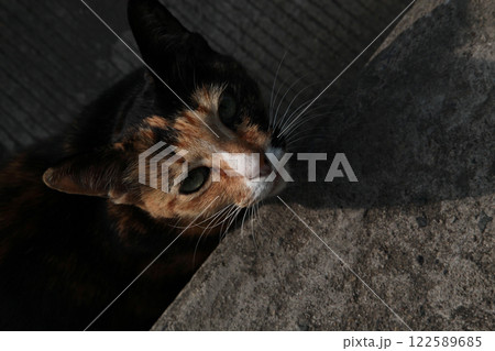 なに見てるの?! 何か面白いもの見つけたの?ベッコウ猫ちゃん なに見てるの?! 何か面白いもの見つけたの?ベッコウ猫ちゃん 122589685