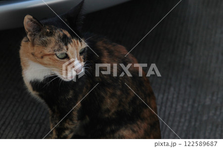なに見てるの?! 何か面白いもの見つけたの?ベッコウ猫ちゃん なに見てるの?! 何か面白いもの見つけたの?ベッコウ猫ちゃん 122589687