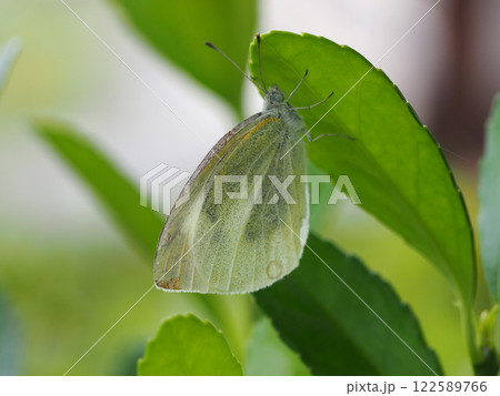 寒椿の葉の裏にとまった黄色いモンシロチョウ（葉陰に隠れた紋白蝶のクローズアップ） 122589766