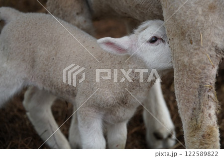 おっぱいを飲む子羊 122589822