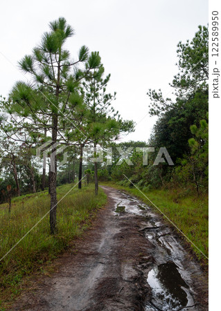 Pine forest in the rainy season on Phu Kradueng, Thailand 122589950