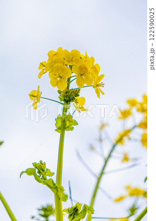 青空に向かって咲く菜の花 青空に向かって咲く菜の花 122590025