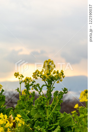 菜の花畑に咲く菜の花 122590037