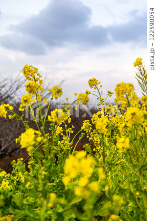 青空に向かって咲く菜の花 122590054