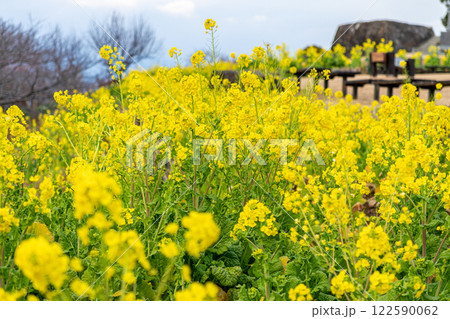 《吾妻山公園》菜の花が咲く吾妻山公園(神奈川県二宮町) 《吾妻山公園》菜の花が咲く吾妻山公園(神奈川県二宮町) 122590062