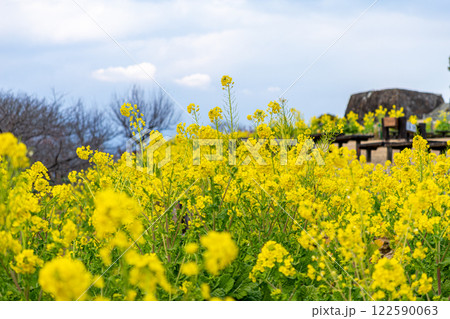 《吾妻山公園》菜の花が咲く吾妻山公園(神奈川県二宮町) 《吾妻山公園》菜の花が咲く吾妻山公園(神奈川県二宮町) 122590063