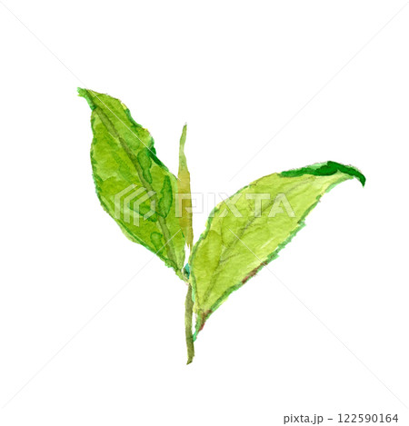 お茶の新芽（新茶）の水彩イラスト 122590164