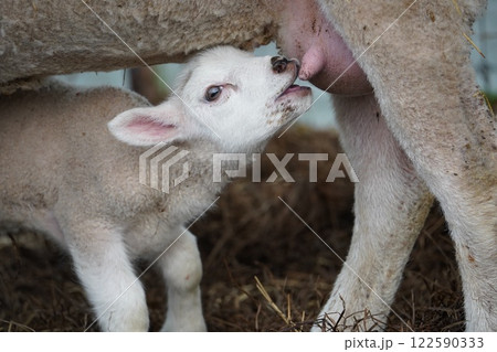 おっぱいを飲む子羊 122590333