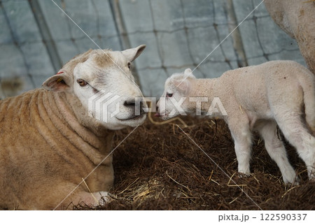 羊の親子 122590337