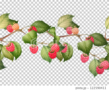 Raspberry seamless border with berries and leaves, hand-drawn botanical illustration. 122590411