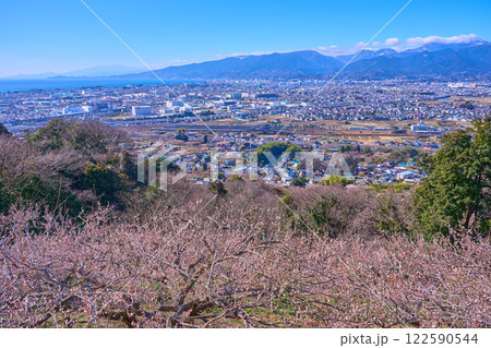 神奈川県小田原市の梅林越しの市街地眺望(小田原市,白銀山,二子山,星ヶ山など) 神奈川県小田原市の梅林越しの市街地眺望(小田原市,白銀山,二子山,星ヶ山など) 122590544