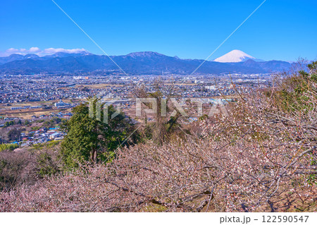 神奈川県小田原市の梅林越しの市街地眺望(小田原市,富士山,矢倉岳,二子山など) 神奈川県小田原市の梅林越しの市街地眺望(小田原市,富士山,矢倉岳,二子山など) 122590547