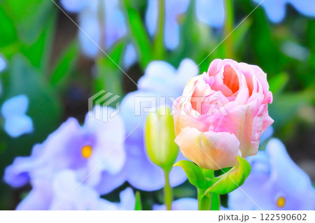 新緑とパステルカラーの美しいチューリップ 122590602