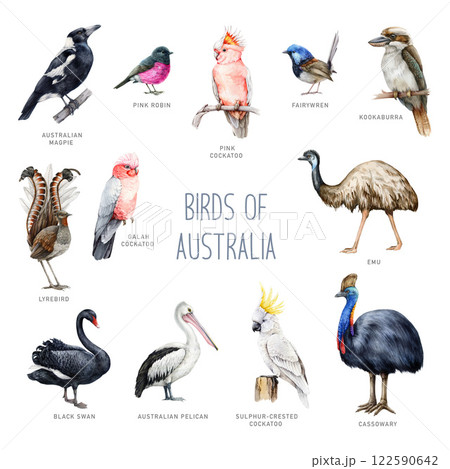 Australian birds watercolor illustration set. Hand drawn various native birds of Australia. Vintage style cockatoo, kookaburra, cassowary, emu, lyrebird, black swan, magpie on white background 122590642