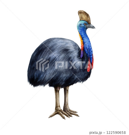 Cassowary bird watercolor illustration. Hand drawn Casuarius flightless bird of Australia. Wildlife Australian endemic native animal. Single cassowary isolated on white background 122590658