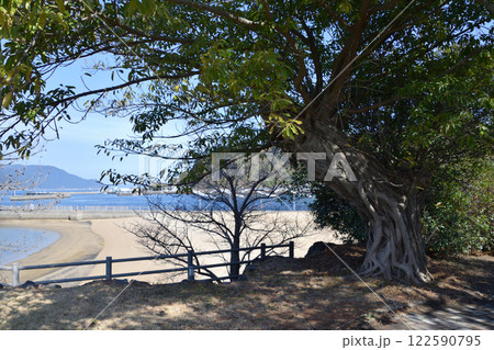 レインボービーチから見た風景・ガジュマルの木 122590795