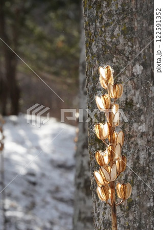 初冬の森のウバユリ 122591352