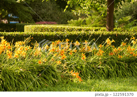 Beautiful lily flowers are planted along the walking path in the park 122591370
