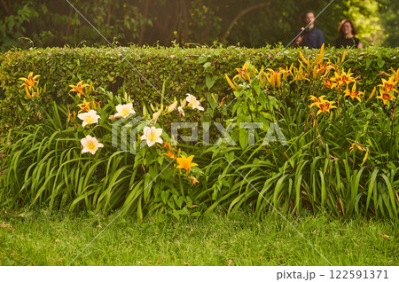 Beautiful lily flowers are planted along the walking path in the park 122591371