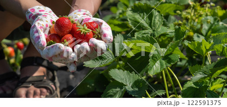 Female hands in gloves hold a handful of juicy ripe red strawberries. 122591375