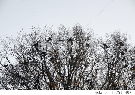 木の上のカラス 122591497