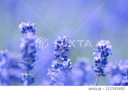 青いラベンダーの花 122591692