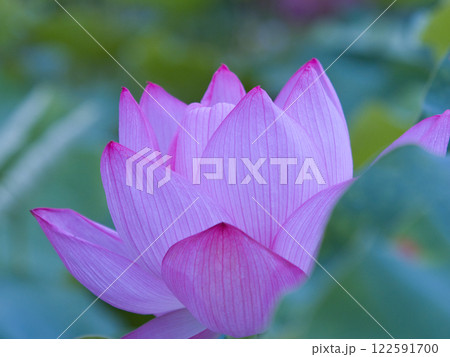 美しい蓮の花 122591700