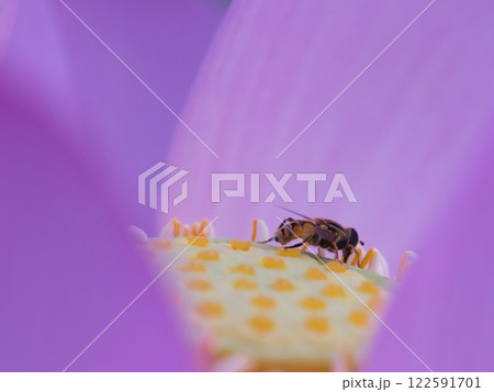 蓮の花にとまるハナアブ 122591701