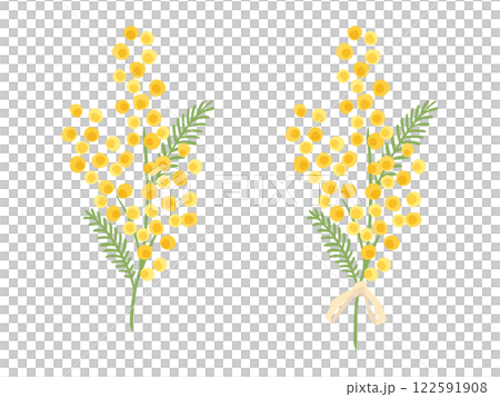 A hand-drawn illustration of a mimosa with a gentle touch A hand-drawn illustration of a mimosa with a gentle touch 122591908