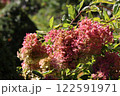 雨に濡れた百日紅 122591971