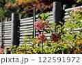 赤い実をつけたナナカマド 122591972