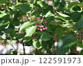 色づき始めた、ヤマボウシの実 122591973