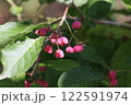 赤い実をつけたブルーベリーの木 122591974