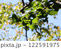 銀杏の白い花 122591975