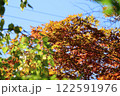 紅葉した葉 122591976