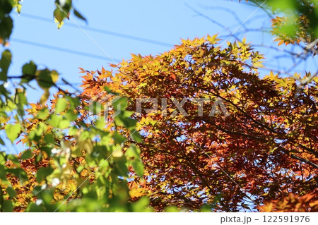 紅葉した葉 紅葉した葉 122591976