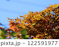 青空に映える紅葉 122591977