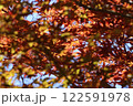 真っ赤な紅葉 122591978