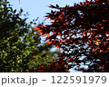 紅葉したモミジの葉 122591979