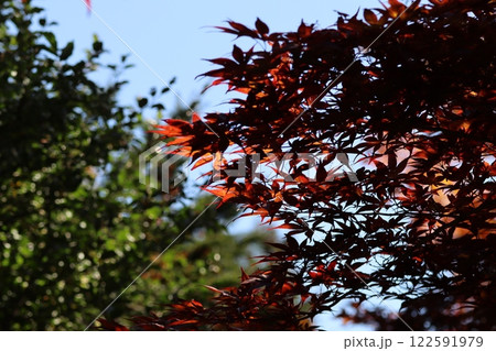 紅葉したモミジの葉 紅葉したモミジの葉 122591979