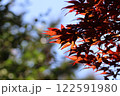 真っ赤な紅葉 122591980