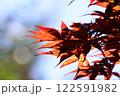 赤い楓の葉 122591982
