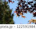 紅葉したモミジ 122591984