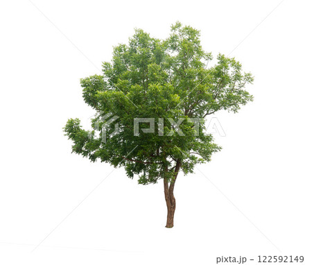 Isolated trees on white background. high qaulity tree on white background, full frame camera shoot for high resolution picture for both printing and web pages. 122592149