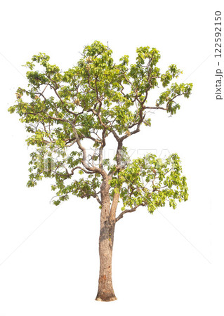 Isolated trees on white background. high qaulity tree on white background, full frame camera shoot for high resolution picture for both printing and web pages. 122592150